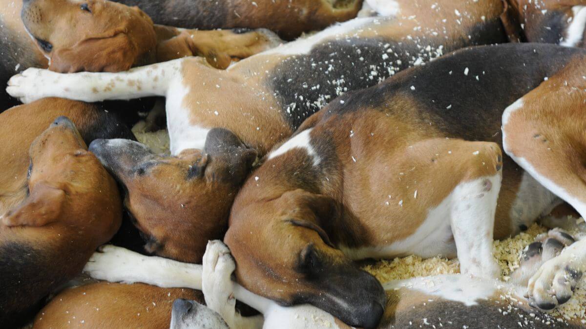Poitevin hounds sleeping at the World Dog Show in Paris in 2011. photo by Dan Sayers