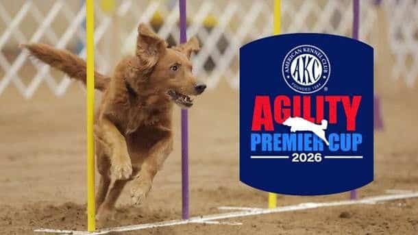Akc agility