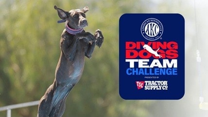 AKC Diving Dogs Team Challenge
