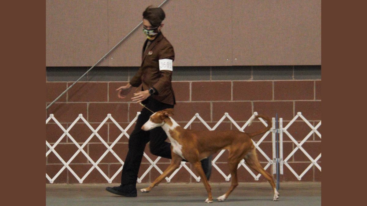 Junior Handler at a dog show