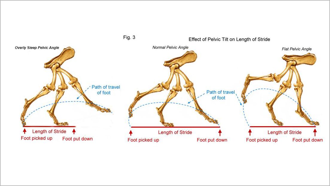 Author’s edit of Marg Brown’s illustration, including the third possibility of an overly sloping croup, common in the ETT.