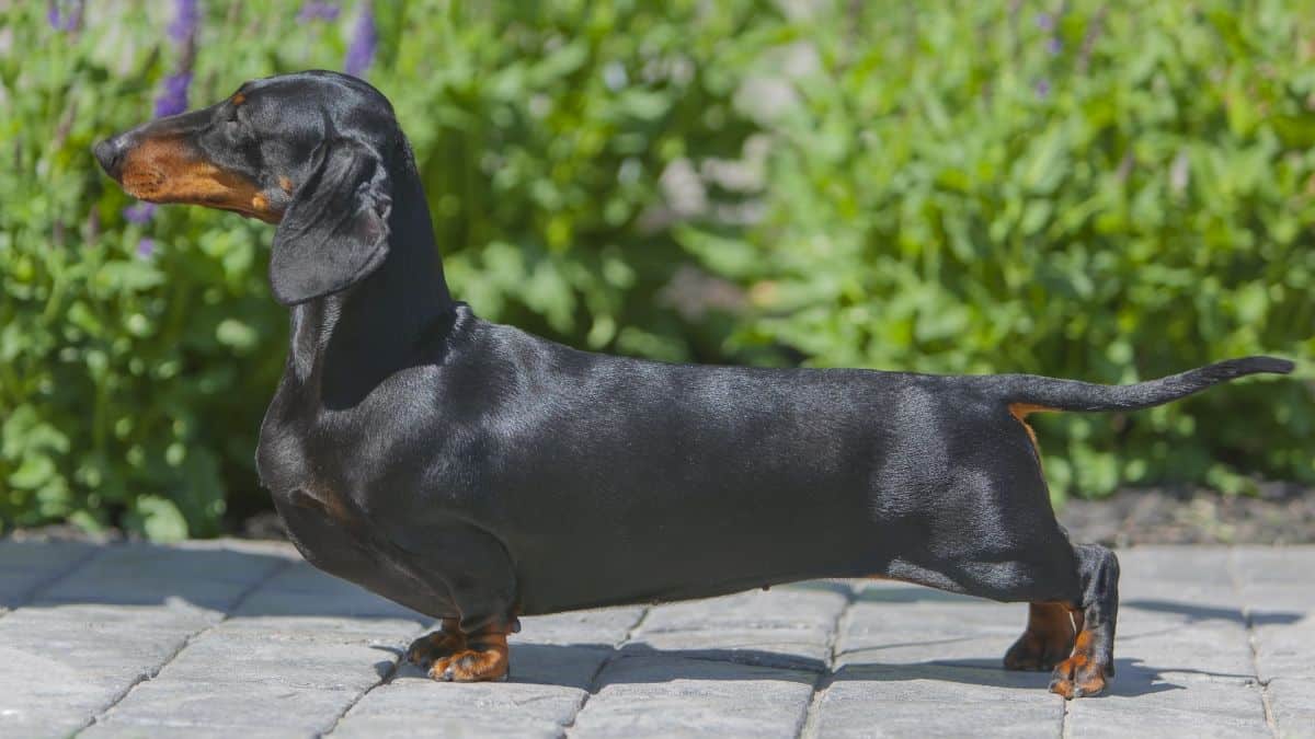 Side photo of a Dachshund