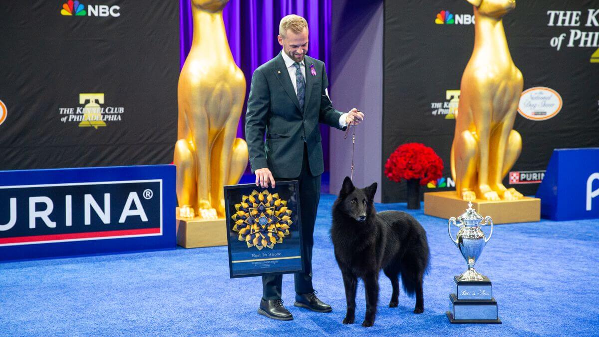 Soleil shines! The now 5-year-old Belgian Sheepdog handled by Daniel Martin with a flowing black coat and crowd-loving personality, Solei bested about 2,000 other canines to take the title Best in Show at last year’s National Dog Show Presented by Purina.