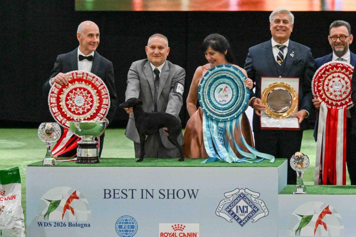 Best in Show - Italian Greyhound Tanuzza Dei Raggi Di Luna