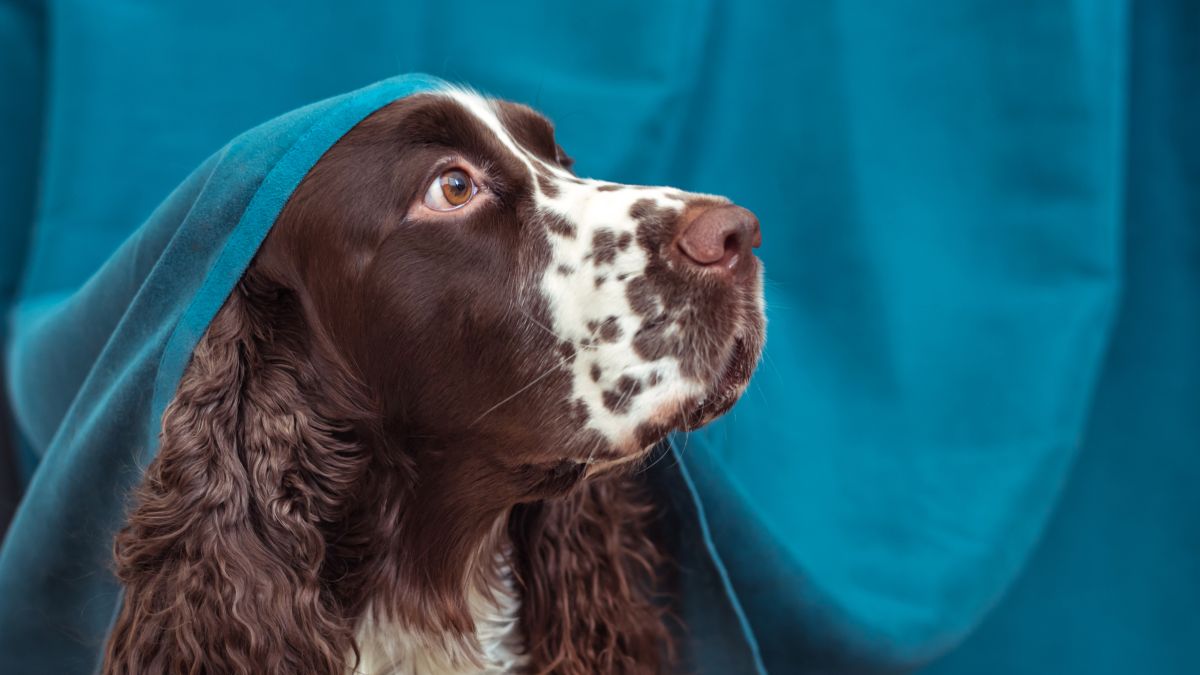 The dog is hiding behind the curtains and is afraid to go out. Pets mental health, excessive emotionality. The concept of dogs anxiety about thunderstorm, fireworks and noises.