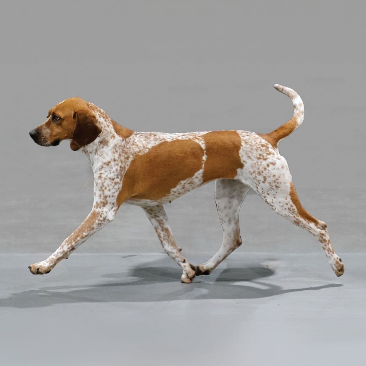 American English Coonhound