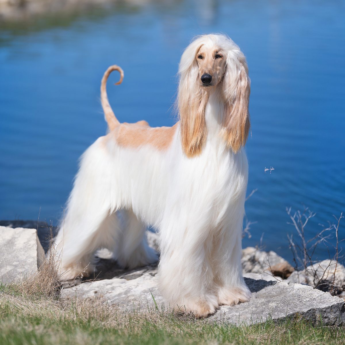 Afghan Hound