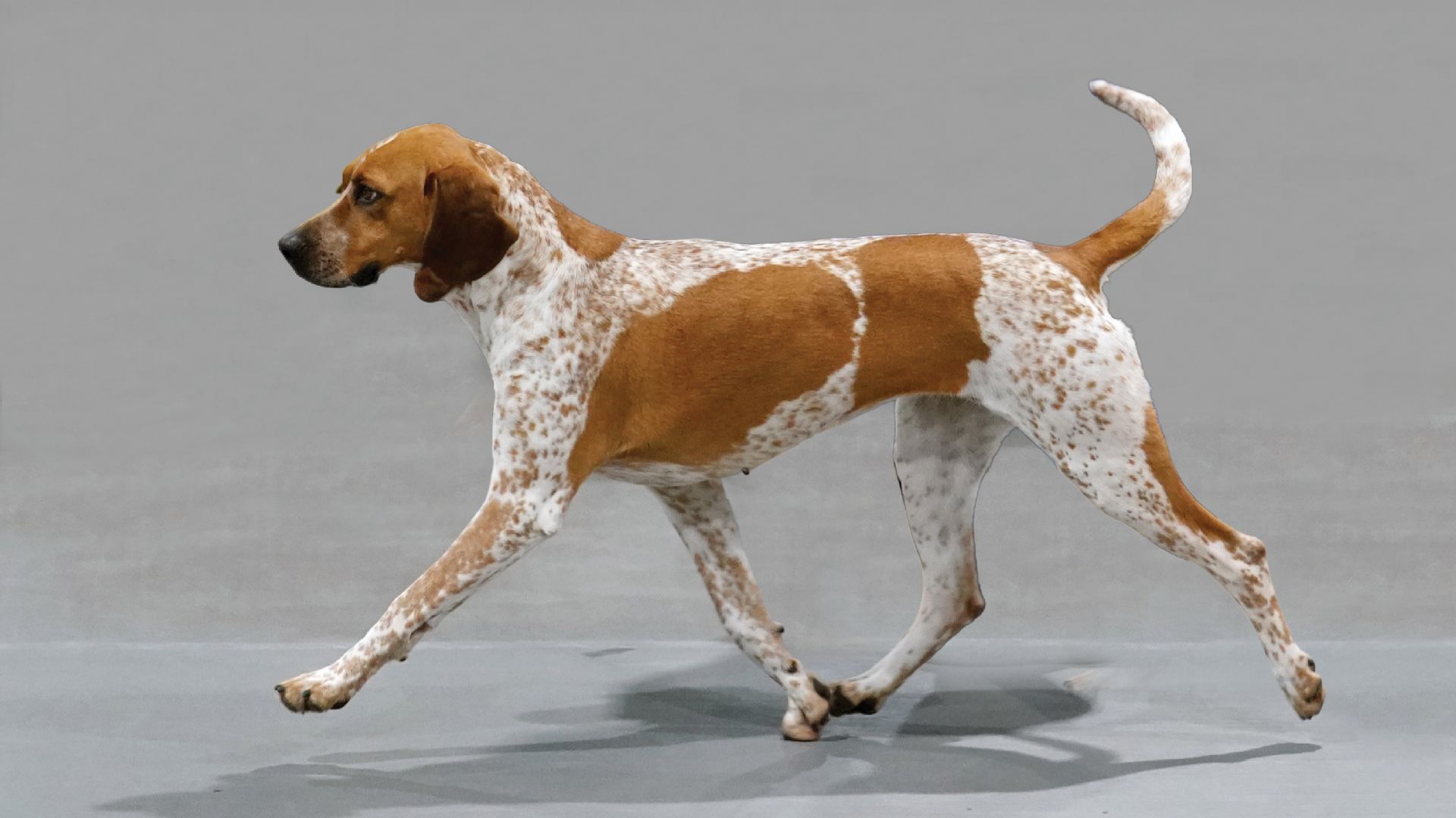 American English Coonhound