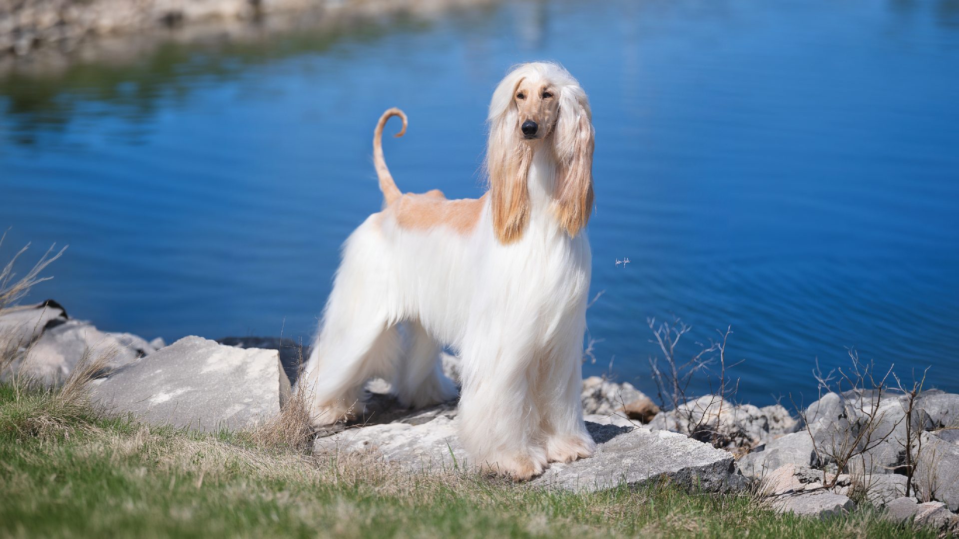 Afghan Hound
