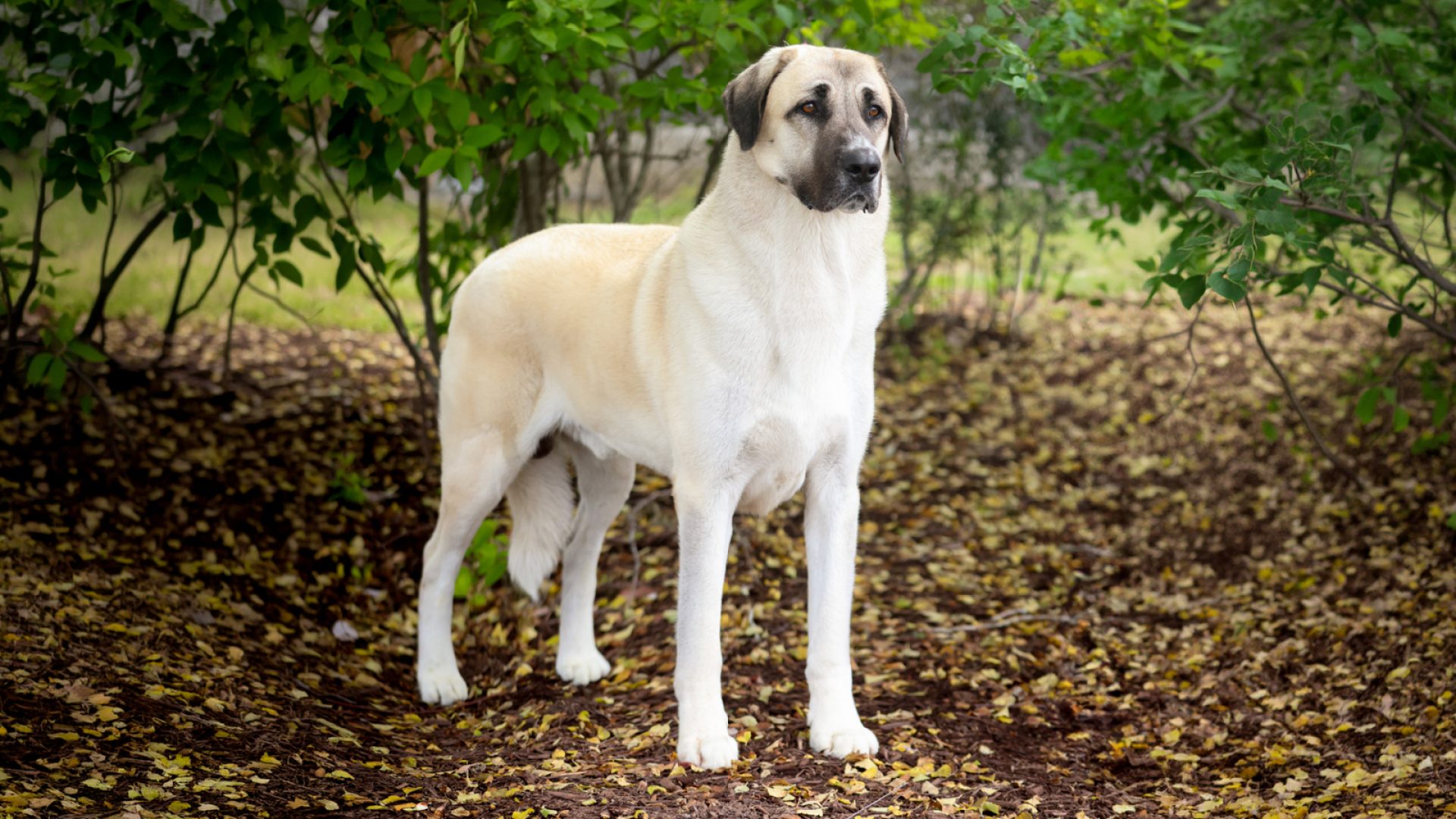 Anatolian Shepherd Dog
