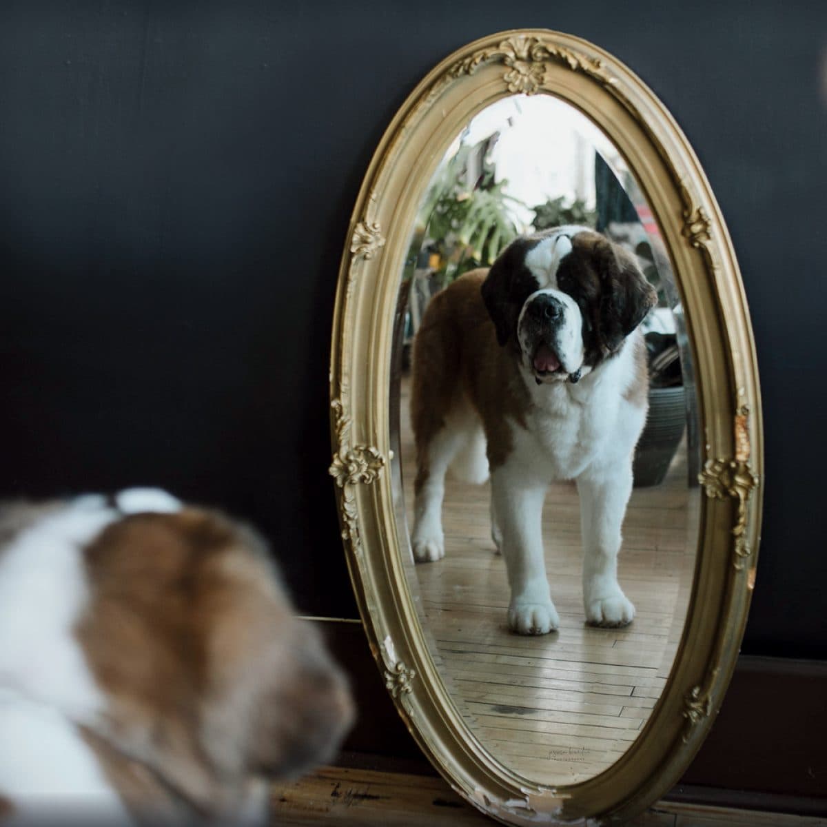 Saint Bernard