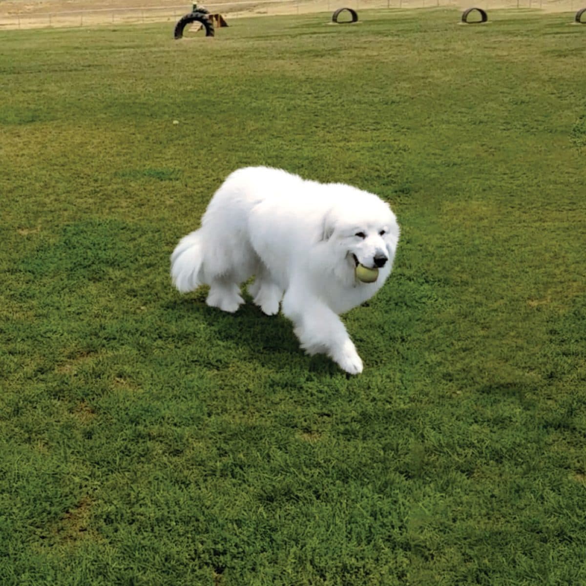 Great Pyrenees