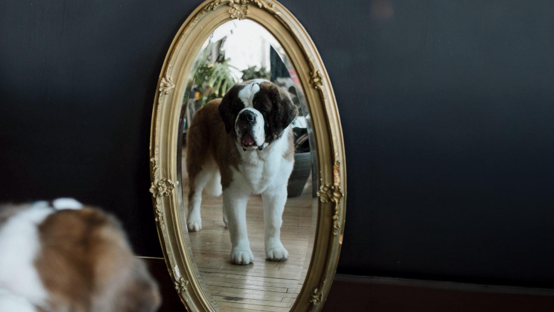 Saint Bernard
