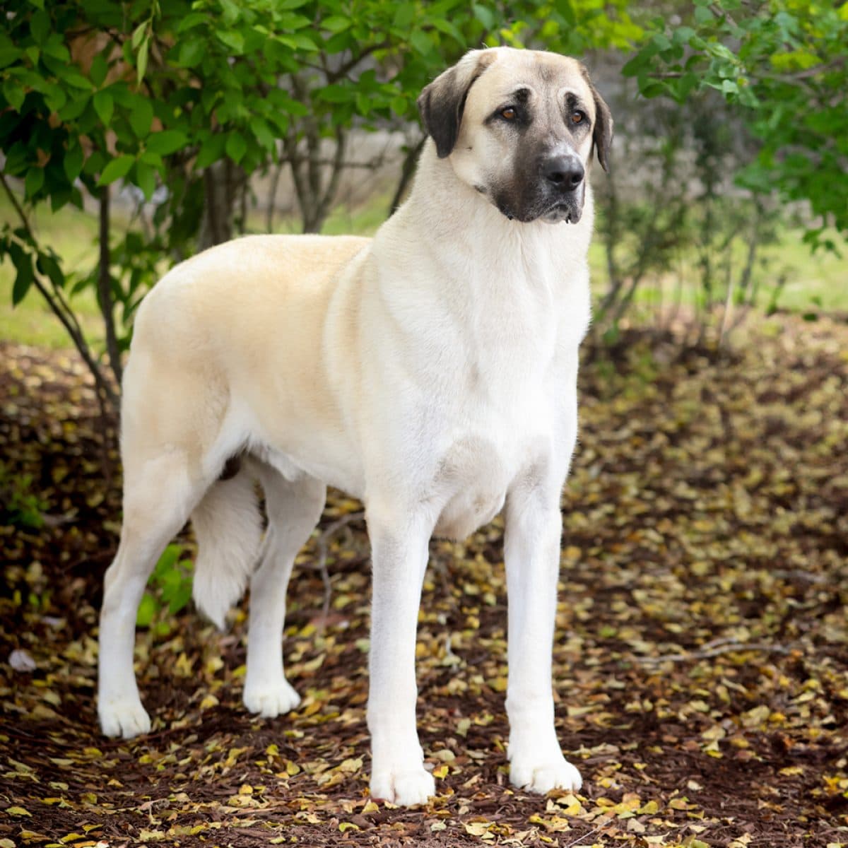 Anatolian Shepherd Dog