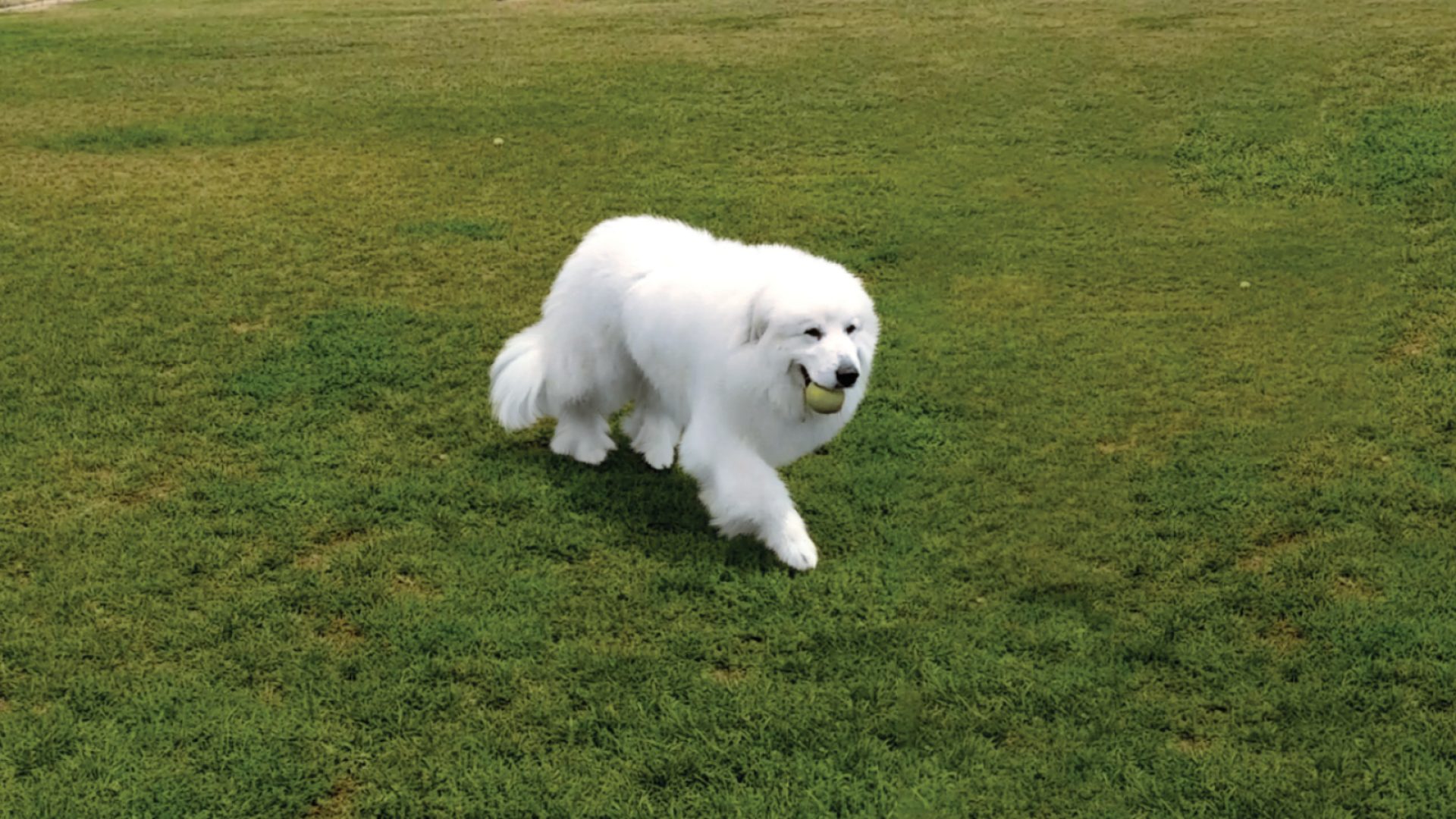 Great Pyrenees