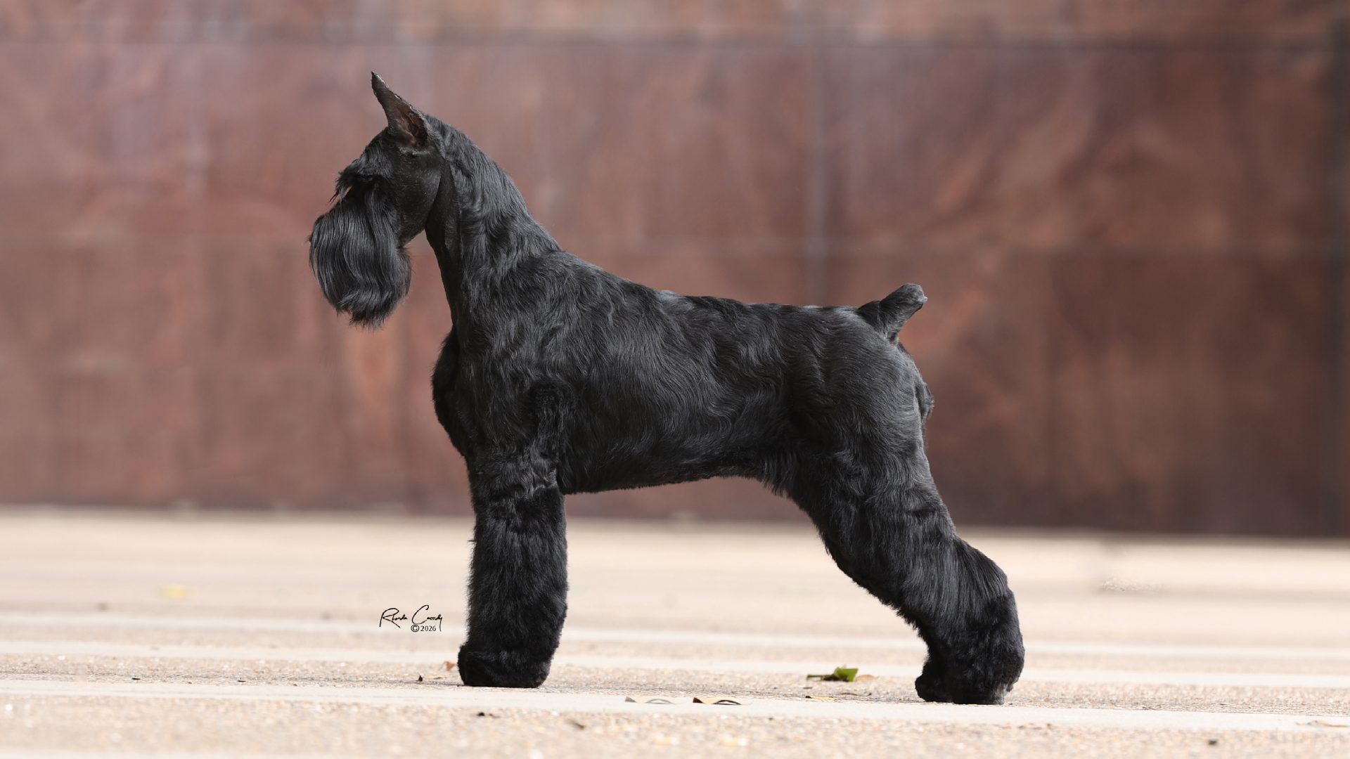 Giant Schnauzer