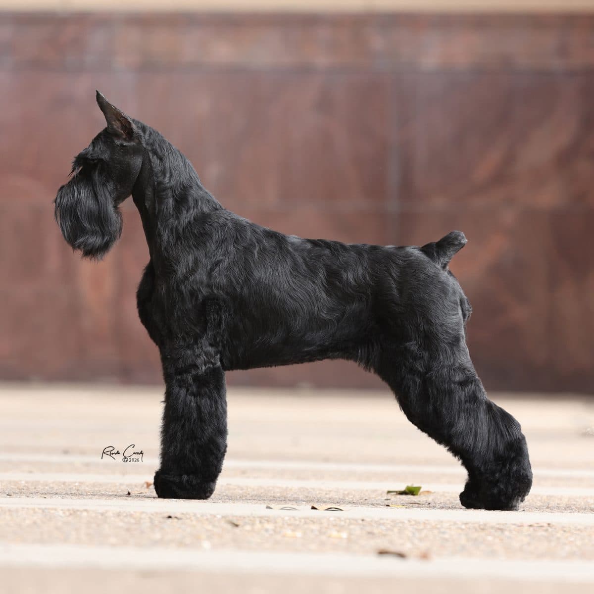 Giant Schnauzer