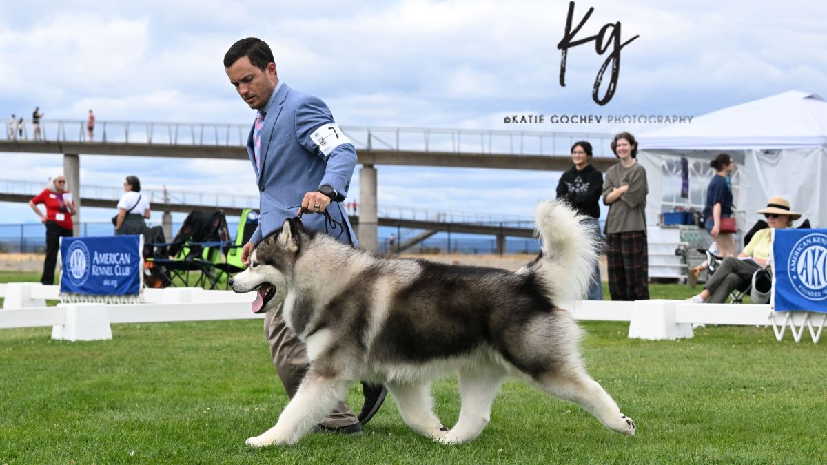 Seattle Kennel Club Dog Show | University Place, WA