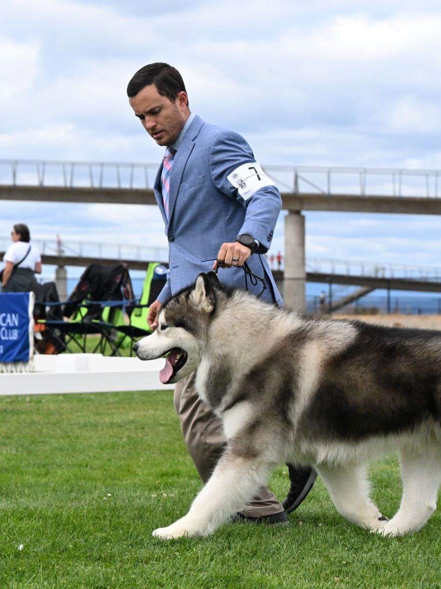 Seattle Kennel Club Dog Show | University Place, WA