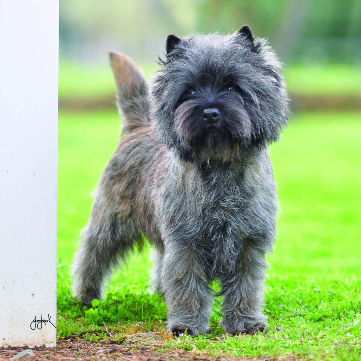 Cairn Terrier