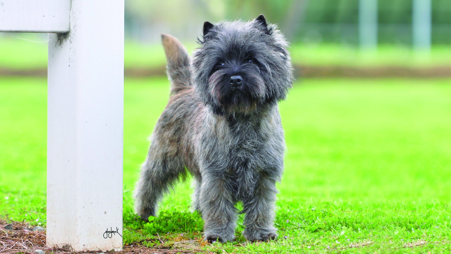 Cairn Terrier