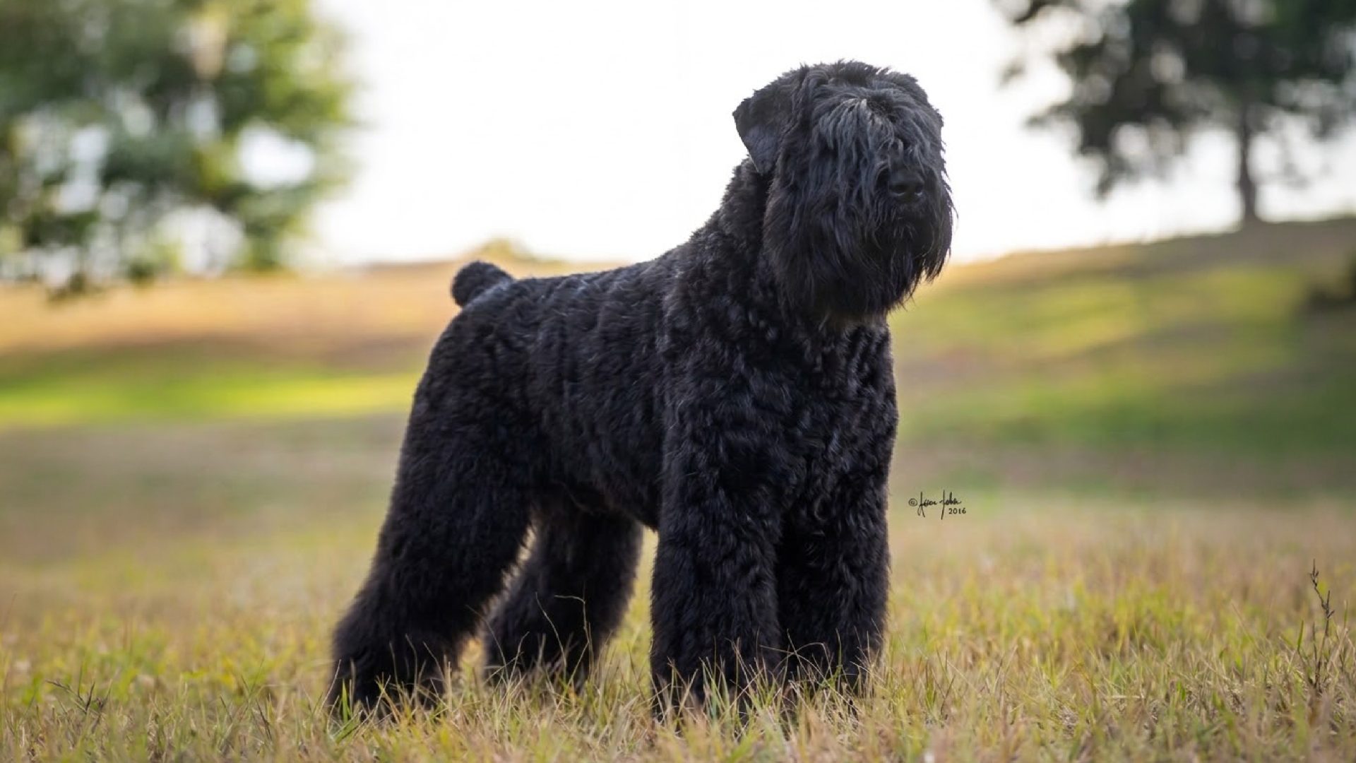 Black Russian Terrier