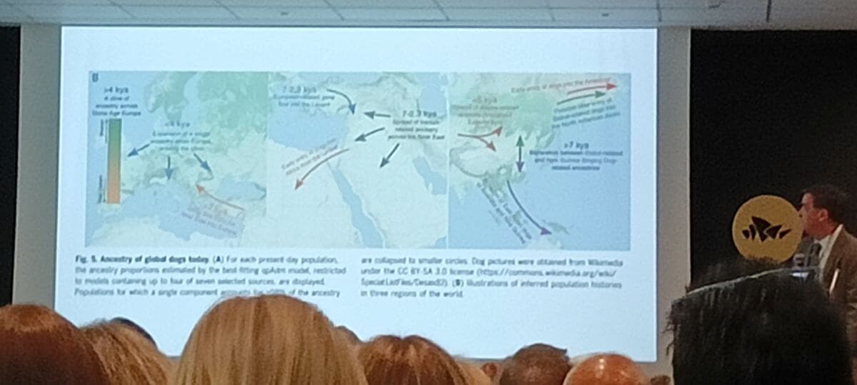 Lemo Nikša presents a slide on the origins and development of dogs.