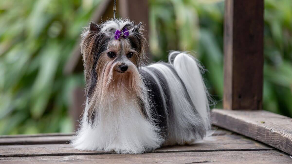 Biewer Terrier photo by Deana Fleenor