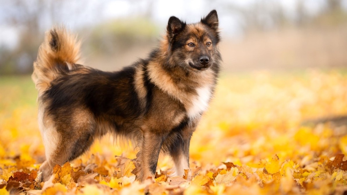 Nenets Laika
