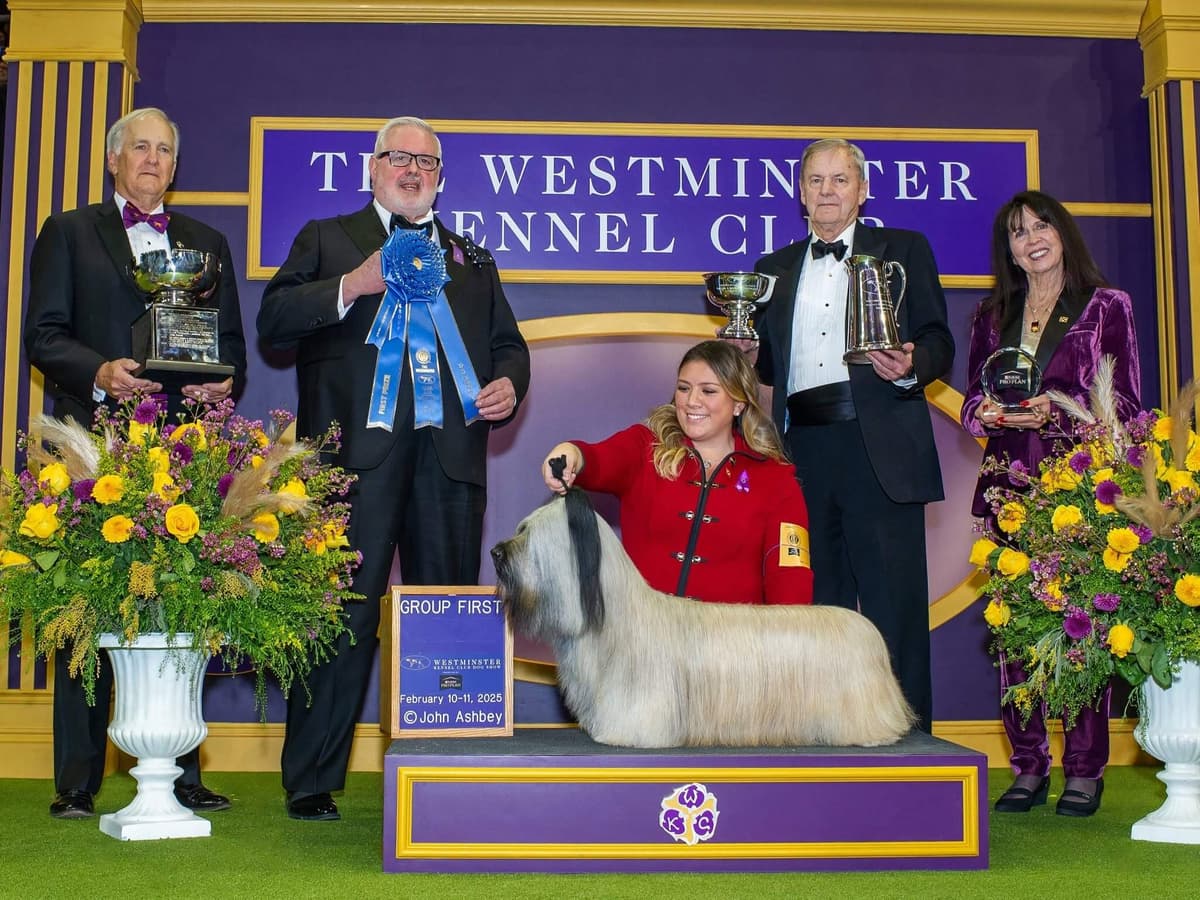 The Terrier Group: Smart, Independent Thinkers