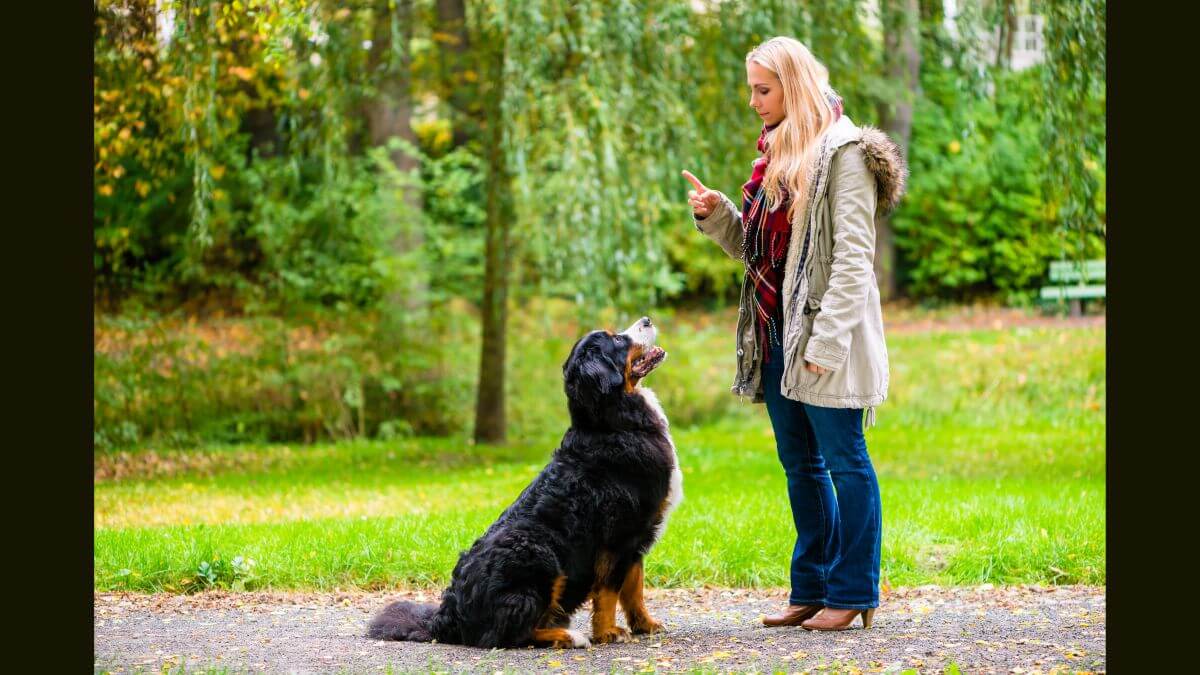 Girl in autumn park training her dog in obedience giving the sit command