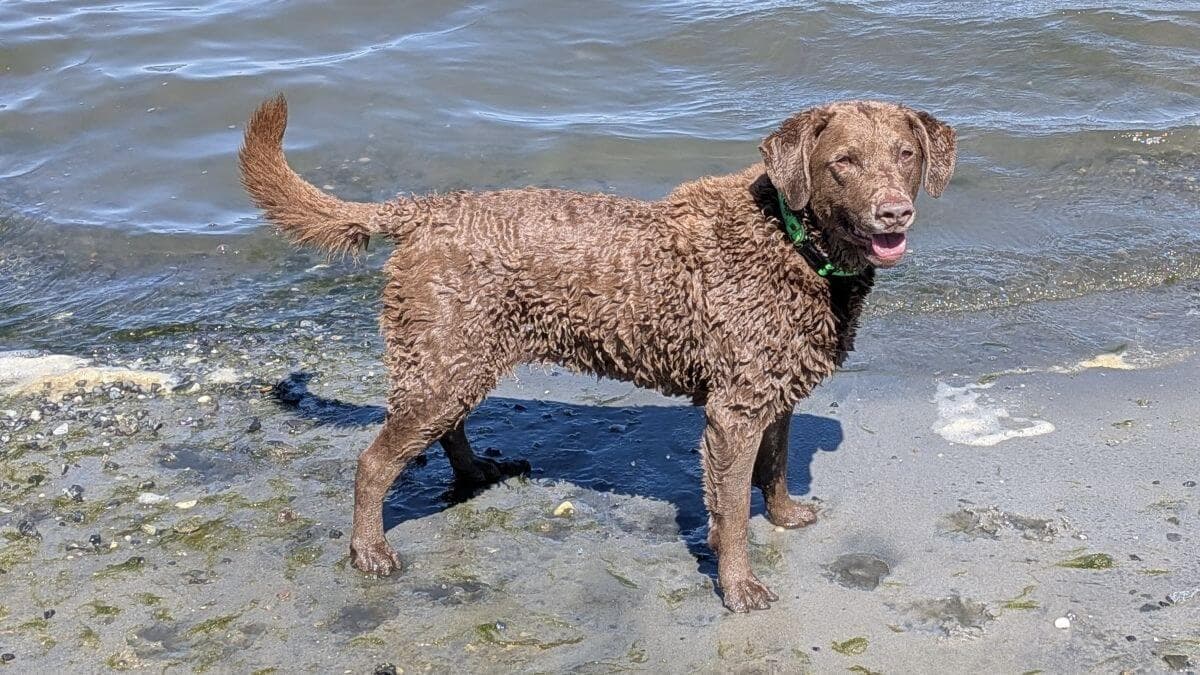 The author's current Chesapeake Bay Retriever, Fledgling Bay Fiona Shooting Star, age nine, waiting for the retrieve.