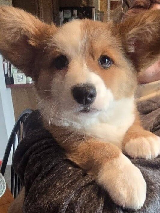 Why the Best-Bred Dogs Are the Last Ones Found—and What We Do About It