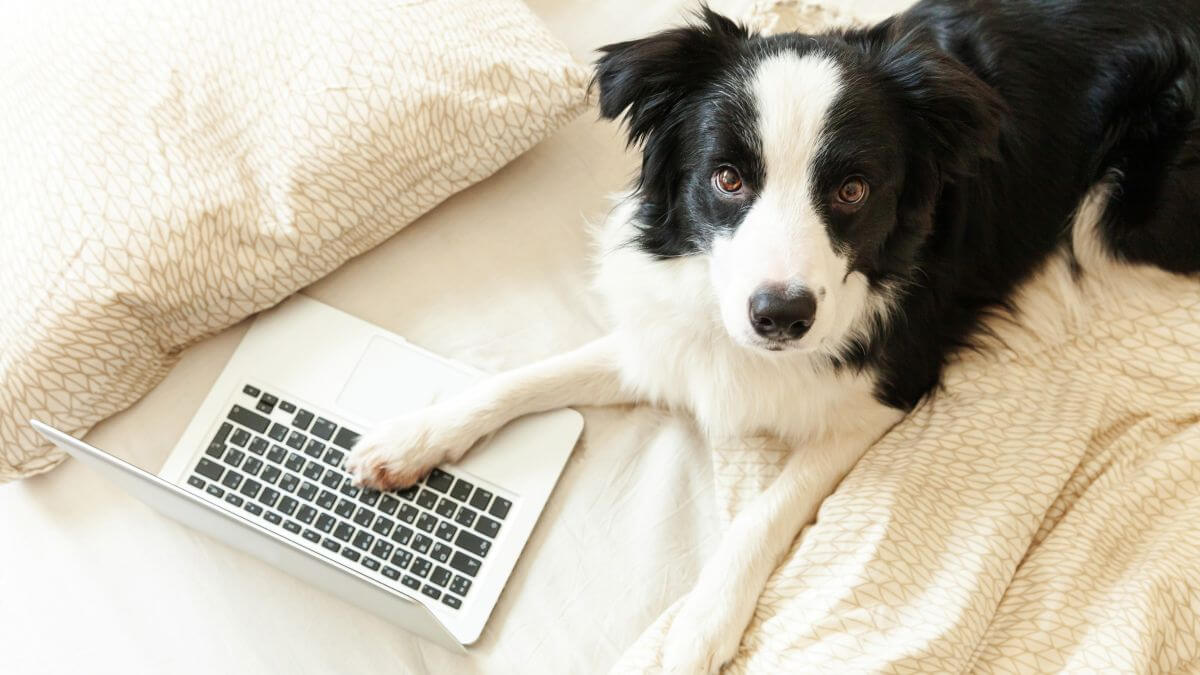 Border Collie on bed working surfing browsing internet using laptop pc computer at home indoor.