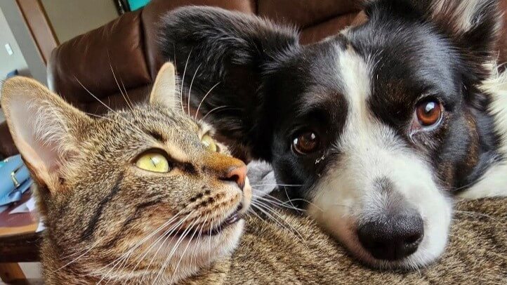 Why the Best-Bred Dogs Are the Last Ones Found—and What We Do About It