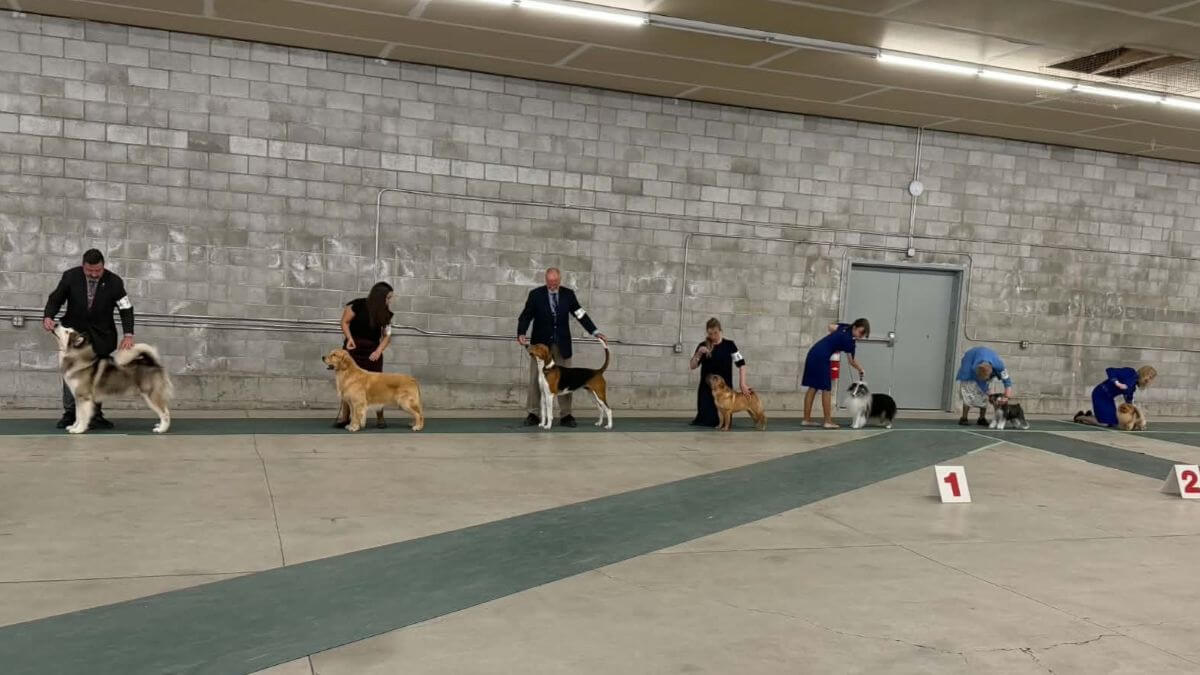Snake River Canyon Kennel Club of Idaho | Filer, ID