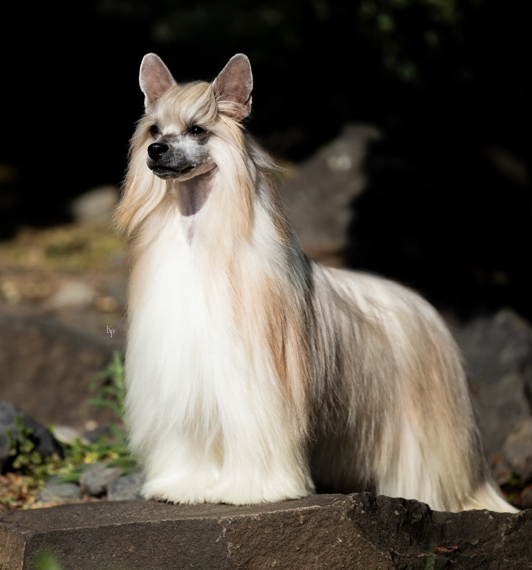 Chinese Crested
