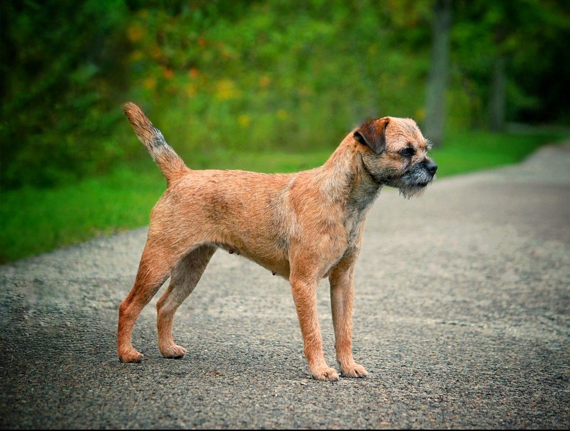 CRICKET HILL BABY I'M A STAR AT RUFFNREADY BCAT