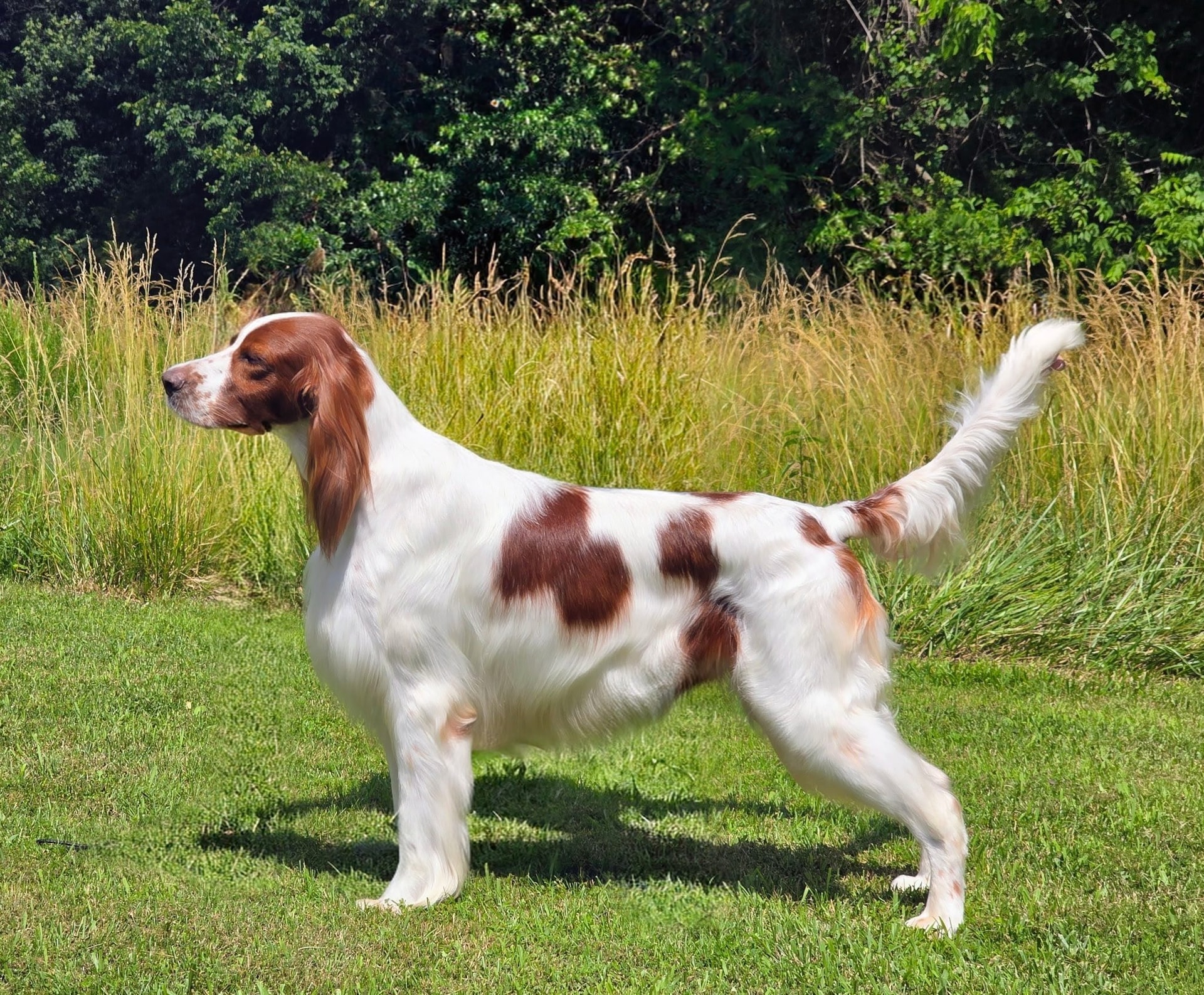 GCH CH COCHULLAIN-THE HOUND OF ROCKY TOP MH