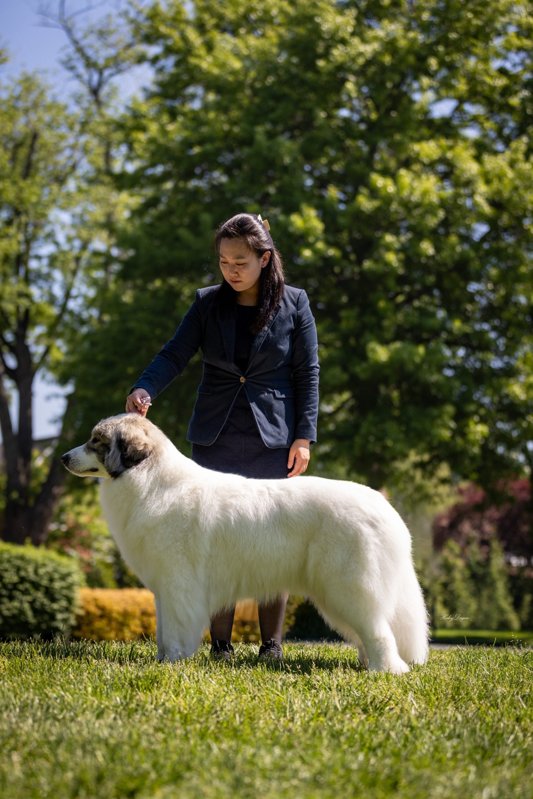 GCH RIVERGROVES DARE TO DREAM FDC CGCA CGCU TKN VHMA VHMP FITB