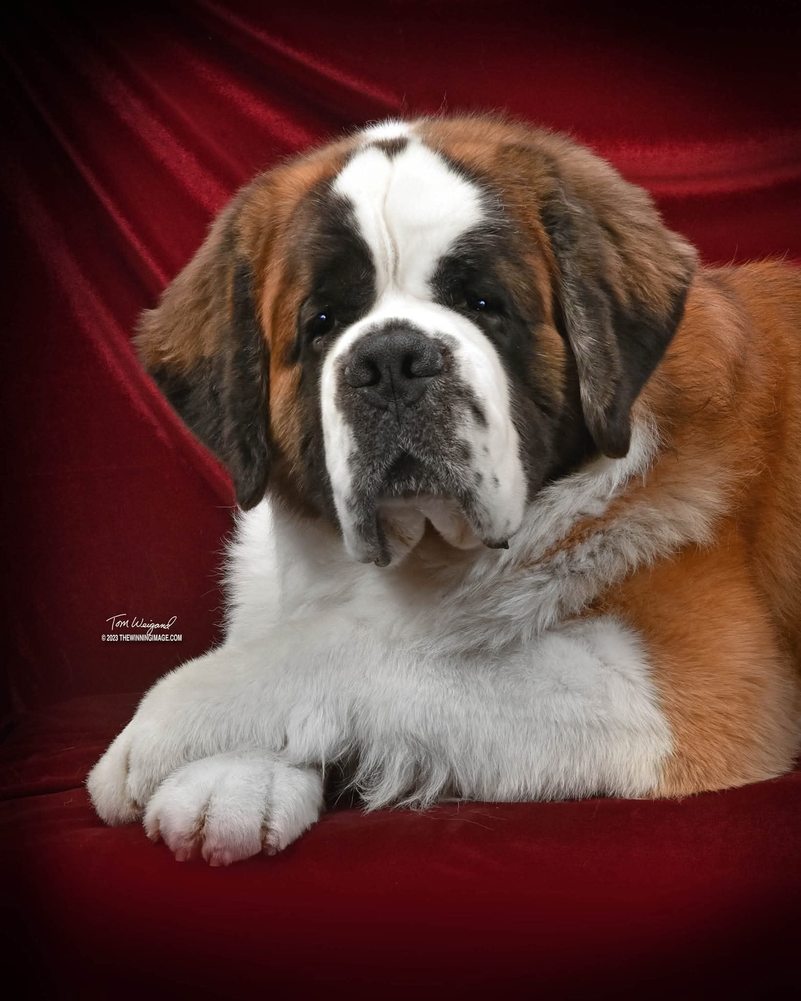 GCHP CH BRANDAURIDGE BIG EASY CGC