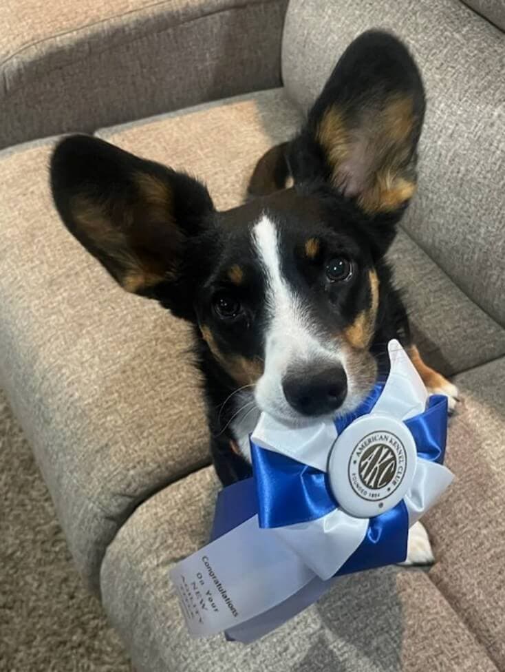 Why the Best-Bred Dogs Are the Last Ones Found—and What We Do About It