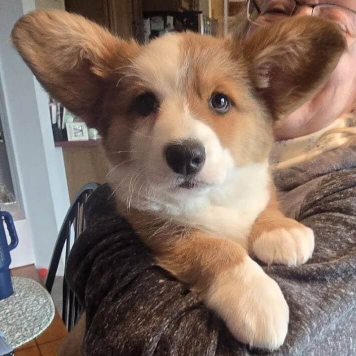 Why the Best-Bred Dogs Are the Last Ones Found—and What We Do About It