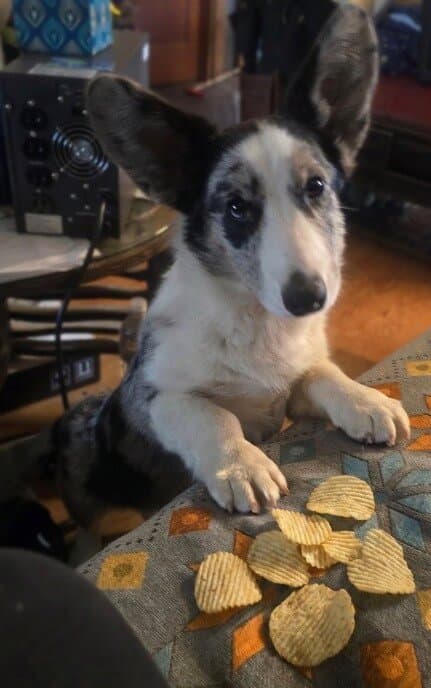 Why the Best-Bred Dogs Are the Last Ones Found—and What We Do About It