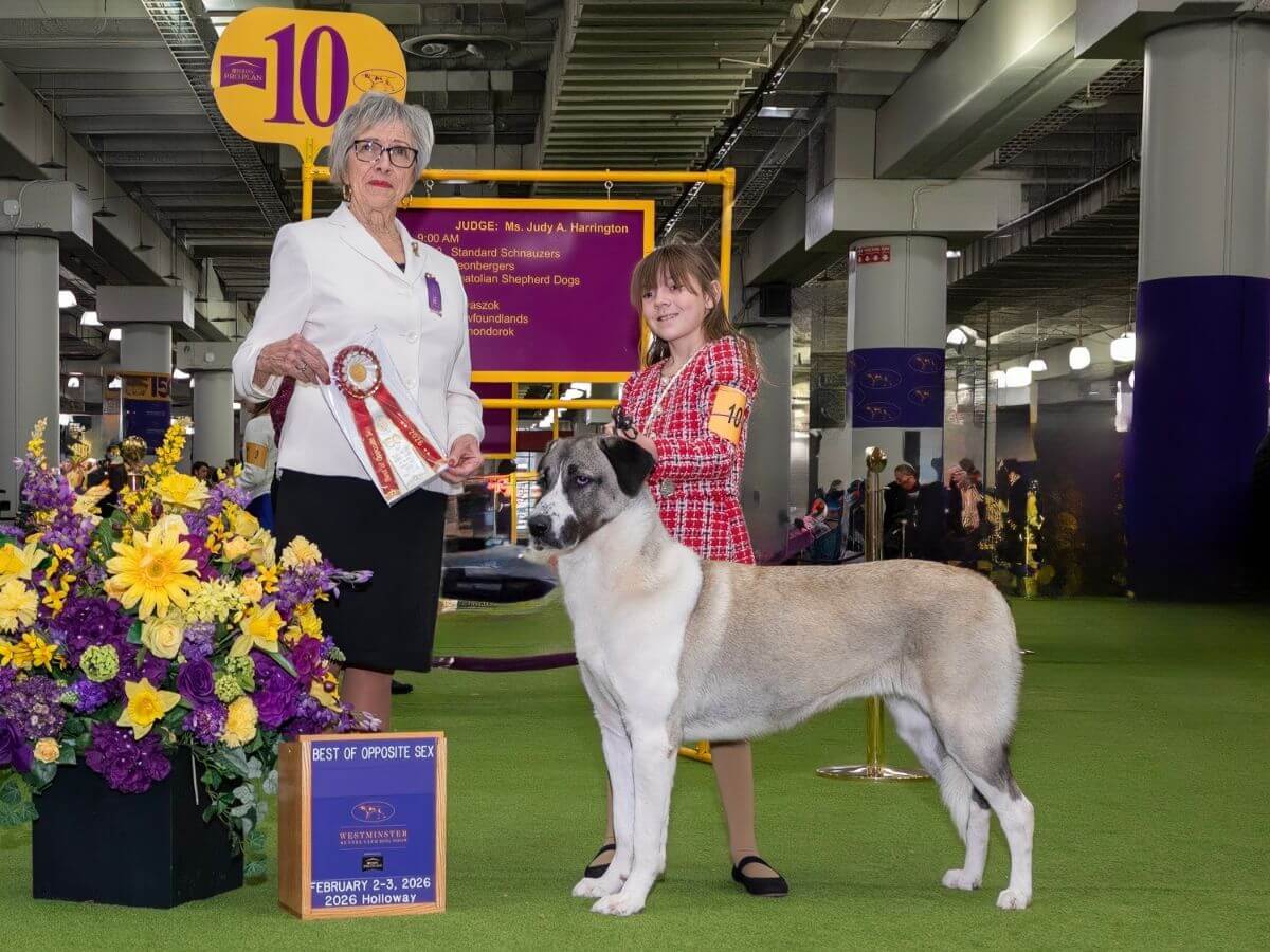 Meet the Junior Handler: Addie Grace Battaglia