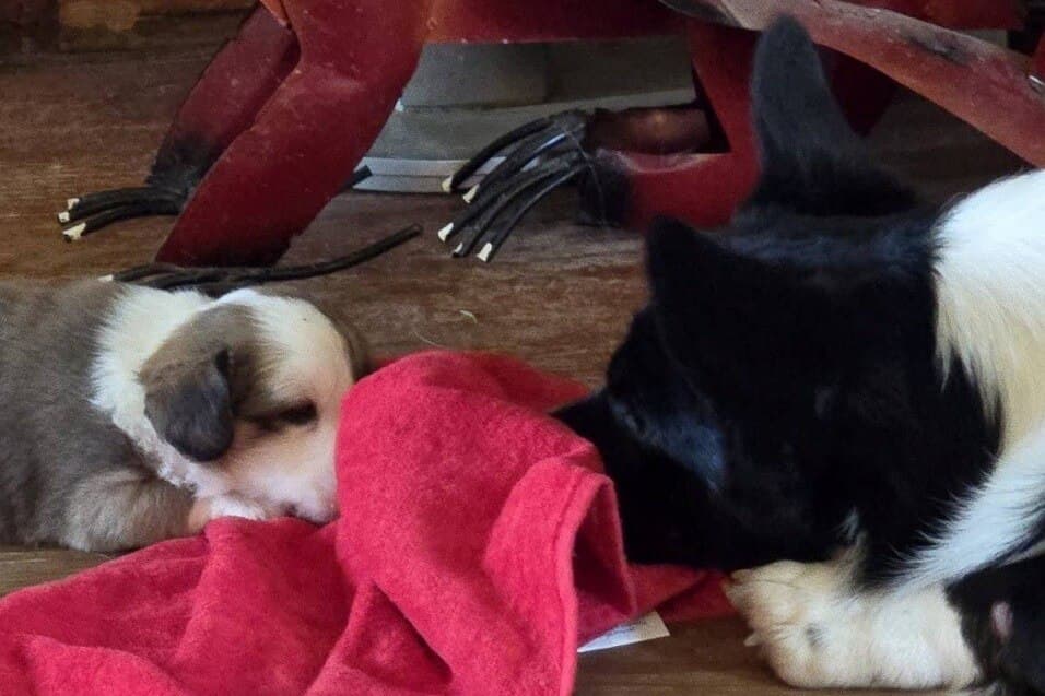 Why the Best-Bred Dogs Are the Last Ones Found—and What We Do About It