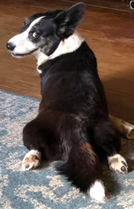 Why the Best-Bred Dogs Are the Last Ones Found—and What We Do About It
