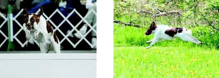 Brittany-Dogs-combined Combined photo: Left shows a Brittany Dog jumping over an obstacle, Right photo shows a Brittany Dog running on a grass