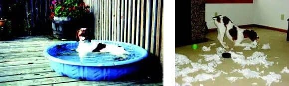 Brittany Dog Combined photograph, left photo shows a Brittany Dog on an outside porch, in a small pool, right photo shows a Brittany Dog playing inside