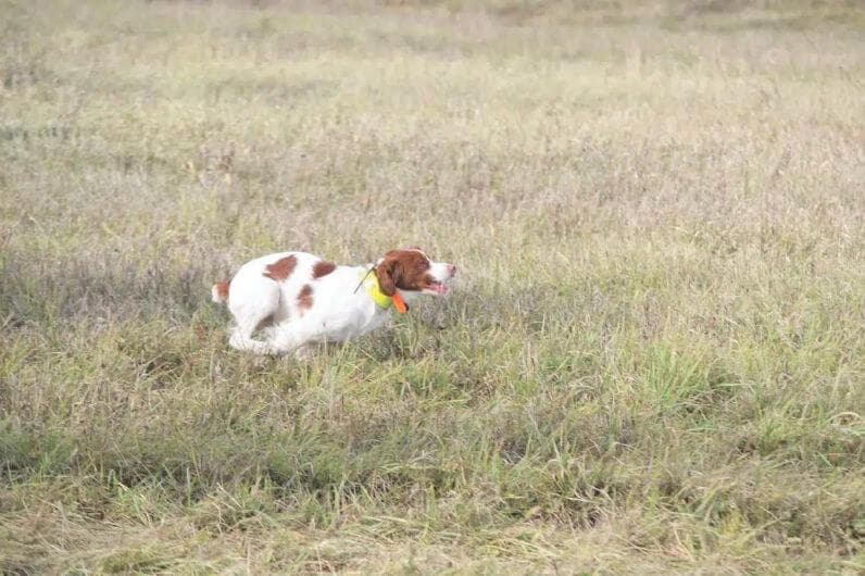 brittany-dog ABrittany Dog running on the grass